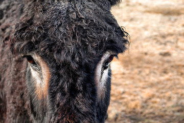 Iberian donkey close up. Eyes.