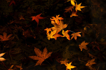 Fallen leaves in the pond, Zurich Park, Switzerland.