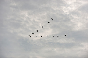 Birds fly by forming V shape group to save energy in long flight travel.