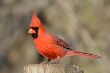 Northern Cardinal bird male on a fence post