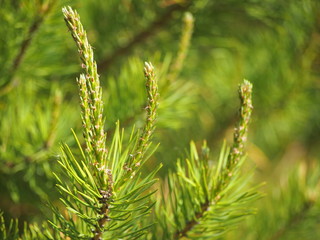 Young green pine cones in the forest, blurred background.