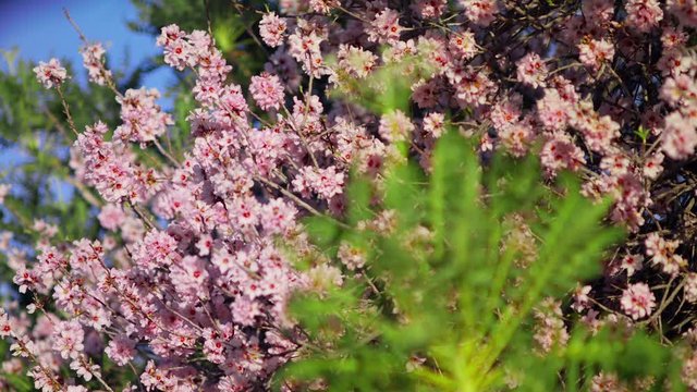 Sonchus canariensis Boulos in the foreground with  Cherry tree and pink flowers in spring Pink Sakura Beautiful blooming garden close-up shot URSA 4.6K