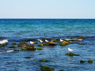 Endless blue sea on a clear Sunny day , in the foreground seagulls sitting on rocks.