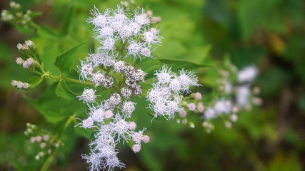 Rhododendron plant closeup shot