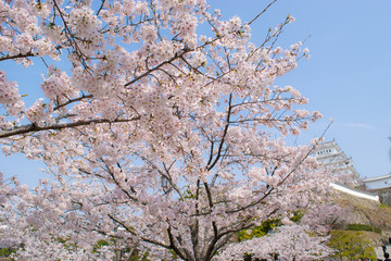 桜