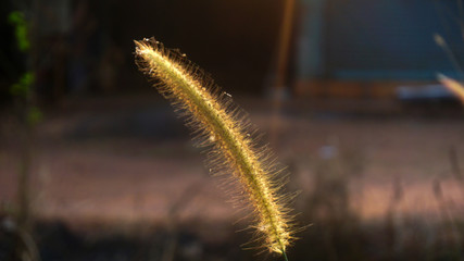 Bunch of crimson fountain grass