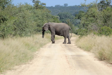 Fototapeta na wymiar éléphant a Gruger parc 