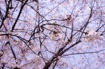 桜