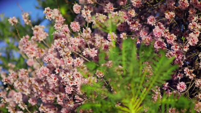 Sonchus Canariensis Boulos in the foreground with  Almond tree blossoms and pink flowers in spring  Beautiful blooming garden Plants and flora close-up shot URSA 4.6K