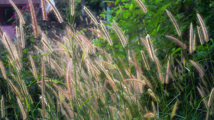 Obraz premium Bunch of crimson fountain grass