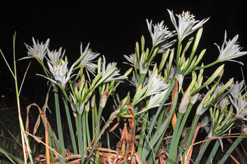 Sea lilies blooming in the night on the coast of Formentera in the Balearic islands in Spain.