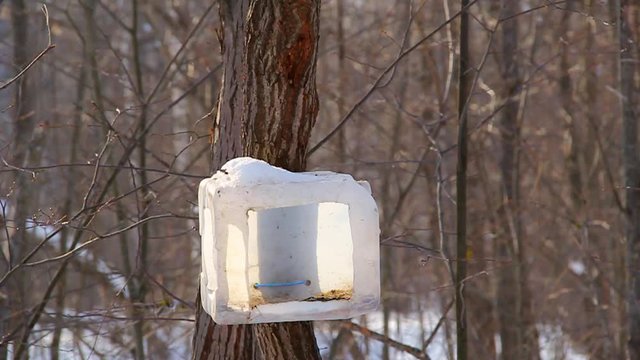 In the winter park, different types of tits fly to a feeding trough made from recycled materials. Wildlife Care Concept. Wintering Help.