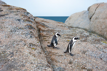 Obraz premium African penguin , a species of penguin confined to southern African waters. Cape Town. South Africa.