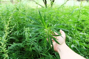 in hand a green sheet of wild marijuana inflorescence. close-up cannabis medicinal wild plants, industrial hemp