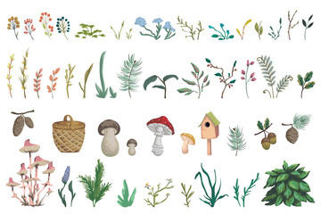 Forest plants, berries, flowers, mushrooms, plant, berry, cones. Decorative design  elements of forest flora in watercolor style. Isolated objects on white background. Vector illustration - 327828736