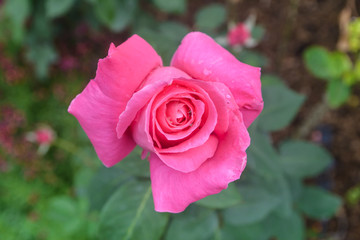 Pink rose background. Flower blossom and nature outdoor background