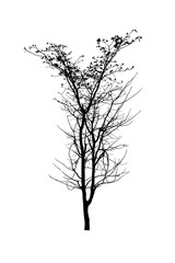 Fototapeta premium Sparse Tree with Small Leaves Isolated on White Background