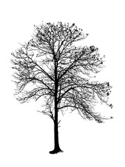 a tree silhouette on white background.