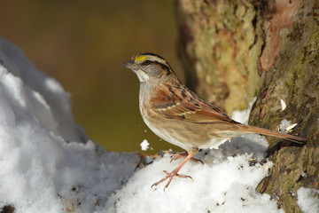 White Throated Sparrow