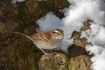 White Throated Sparrow