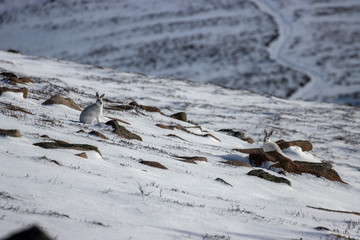 mountain hares, Lepus timidus, wide environmental shots taken on a mountain slope during march with snow lying with background displaying habitat within the cairngorms national park, Scotland. 