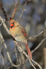 Female Northern Cardinal bird