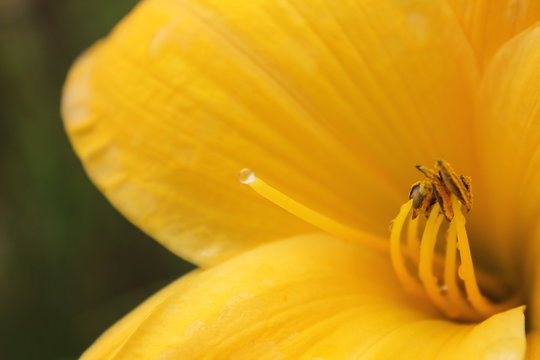 Abstract photo of a yellow flower with shallow depth of field