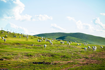 Sheep flock  is on the grassland