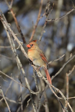 Female Northern Cardinal bird