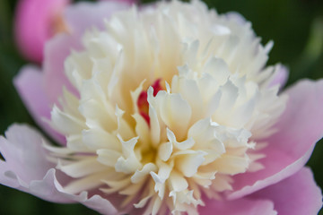 A closeup of a beautiful flower with shallow depth of field