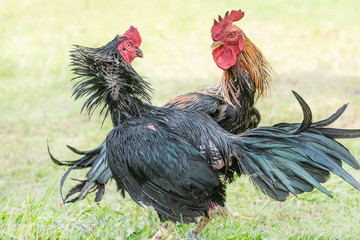 Training a cockfight on the lawn, Asia.