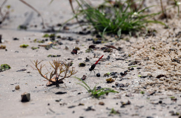 red dragonfly on the white sand near the lake