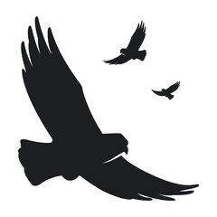 Monochrome silhouette of a flying bird dove
