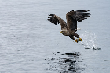 White Tailed Sea eagle with his catch