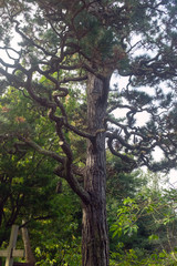 A large pine tree in the forest