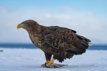 White Tailed Sea eagle guarding his catch