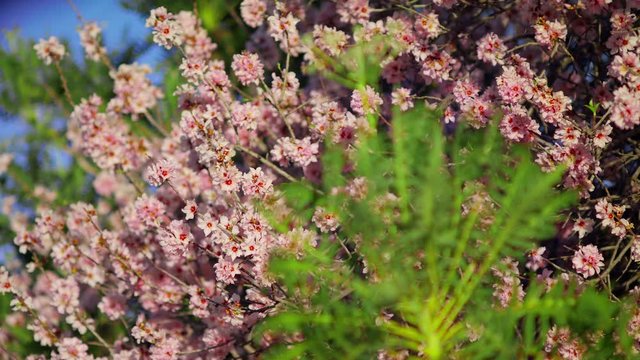 Sonchus canariensis (Sch.Bip.) Boulos in the foreground with  Cherry tree and pink flowers in spring Pink Sakura Beautiful blooming garden close-up shot URSA 4.6K