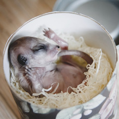 The meerkat or suricate cub, two weeks old