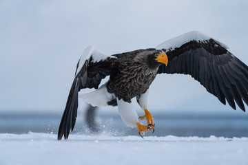 Steller's Sea Eagle touching down