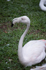 Obraz premium A group of flamingos