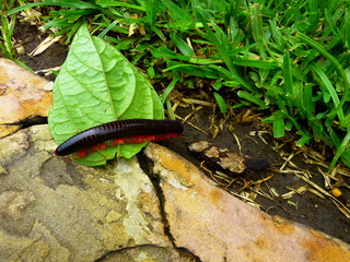 Mombasa-Express (Tausendfüßler)