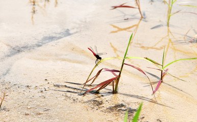 red dragonfly on the white sand near the lake