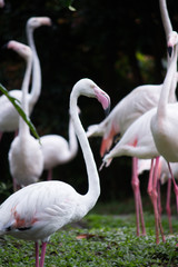 A group of flamingos