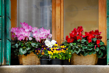 The pot flower plants are decorated outside the windows in Venice, Italy.