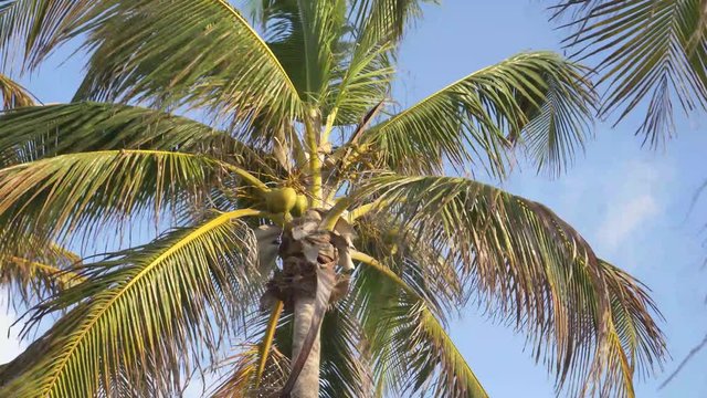 coconut tree on background of blue sky