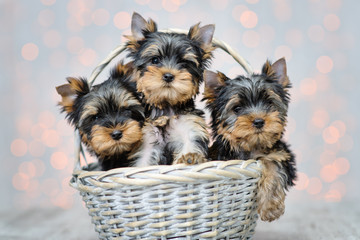 York Terrier puppies sitting in a wicker basket at home