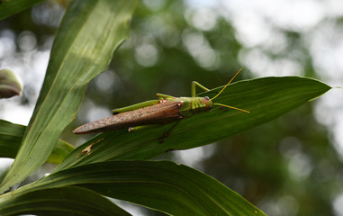 a large green grasshopper sits on a green leaf