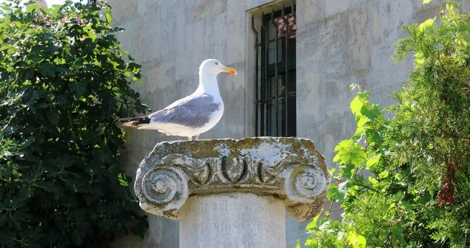 Seagull Bird Standing On The Ruins, Ionic Column In The Old Town Of Nesebar, South Of Bulgaria, Burgas Province, Europe. Close Up Portrait - DCi 4K Video