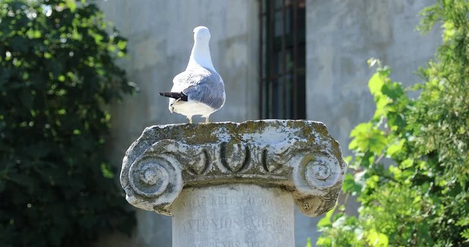 Beautiful Seagull Bird Standing On The Ruins, Ionic Column In The Old Town Of Nesebar, South Of Bulgaria, Burgas Province, Europe. Close Up Portrait - DCi 4K Video