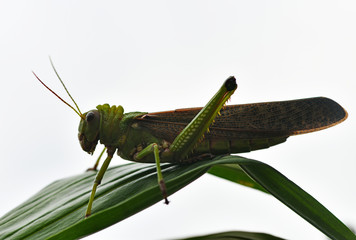 a large green grasshopper sits on a green leaf